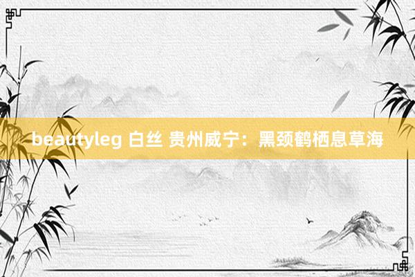 beautyleg 白丝 贵州威宁：黑颈鹤栖息草海